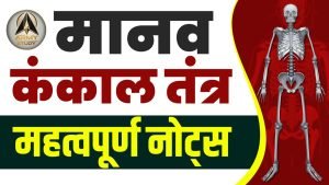 मानव कंकाल तंत्र – महत्वपूर्ण नोट्स