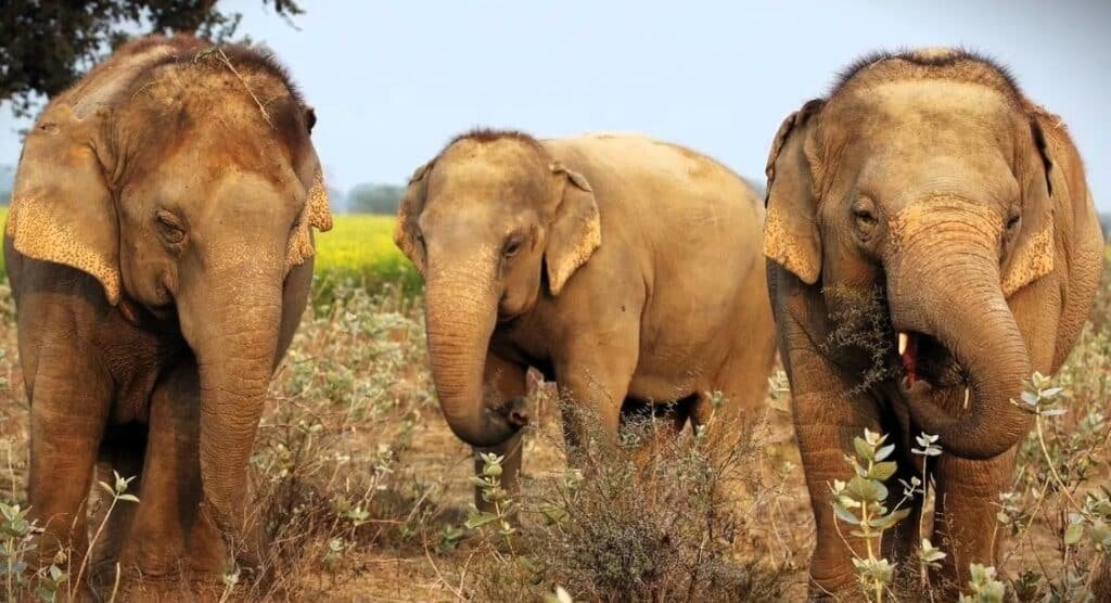 A total of 32456 elephants have been recorded in the country