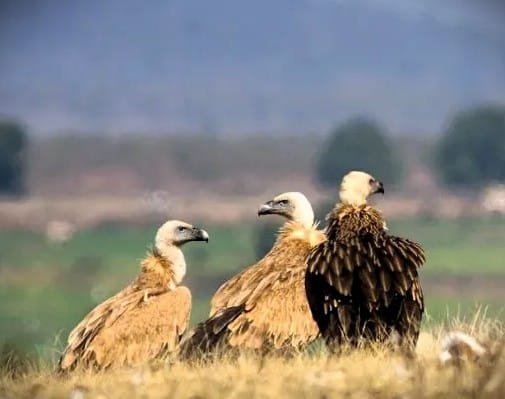 Assam launched a portal named the vulture portal for vulture conservation