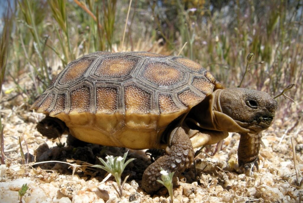 Indias first turtle conservation center has been established in sikar district of rajasthan