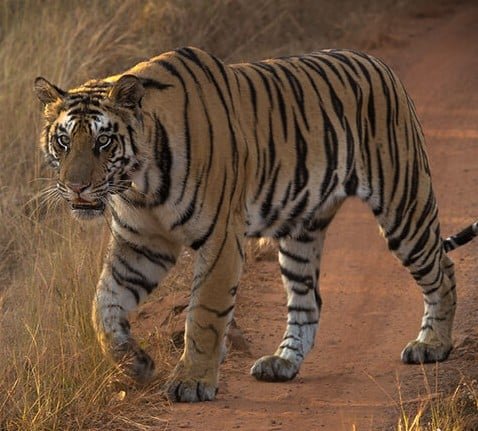 Kerala became the first state to amend the wildlife protection act 1972