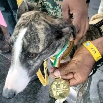 11 November 2025 Current Affairs 11 Bsf tracker dog babita received the sardar vallabhbhai patel national k9 gallantry award 2025