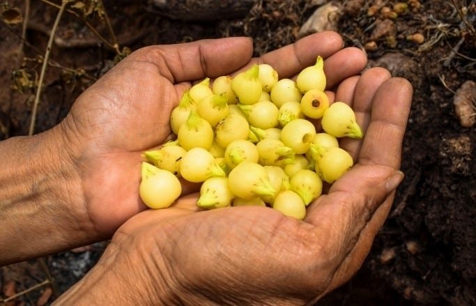 The chhattisgarh government has declared the mahua flower as the states heritage flower