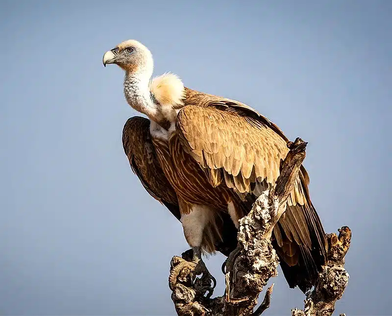 06 December 2025 Current Affairs 4 Bnhs will release vultures in assam under the vulture conservation programme